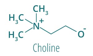 Molécule choline