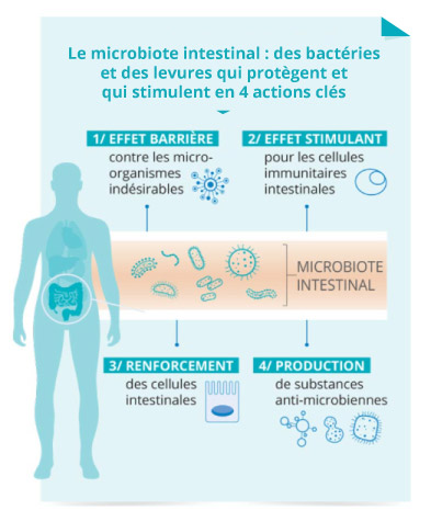 schéma microbiote et immunité